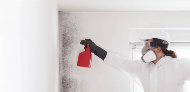 Best Mold Damage Repair  in Fayetteville, PA