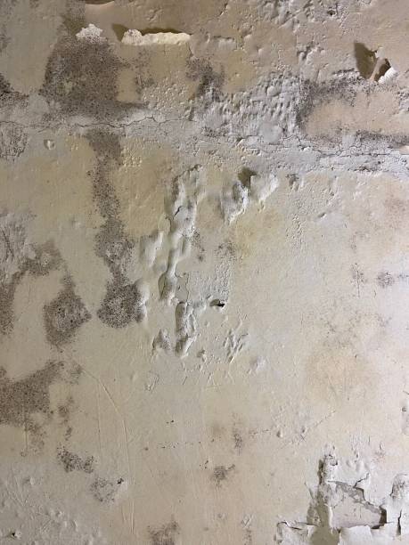 Crawl Space Mold Removal in Fayetteville, PA