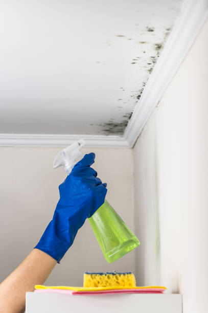 Office Mold Removal Services in Fayetteville, PA